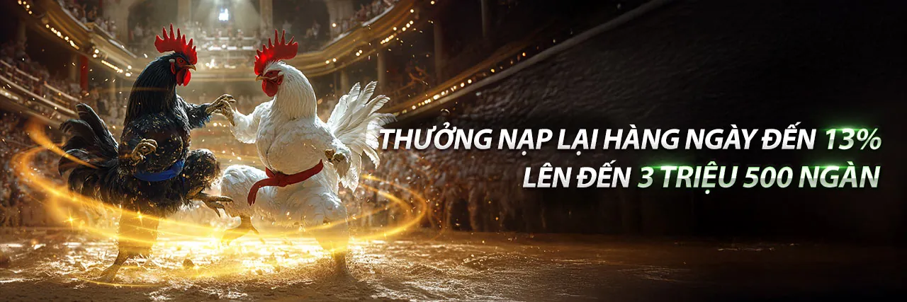 Đấu trường đá gà trực tuyến Kimsa kịch tính và sôi động